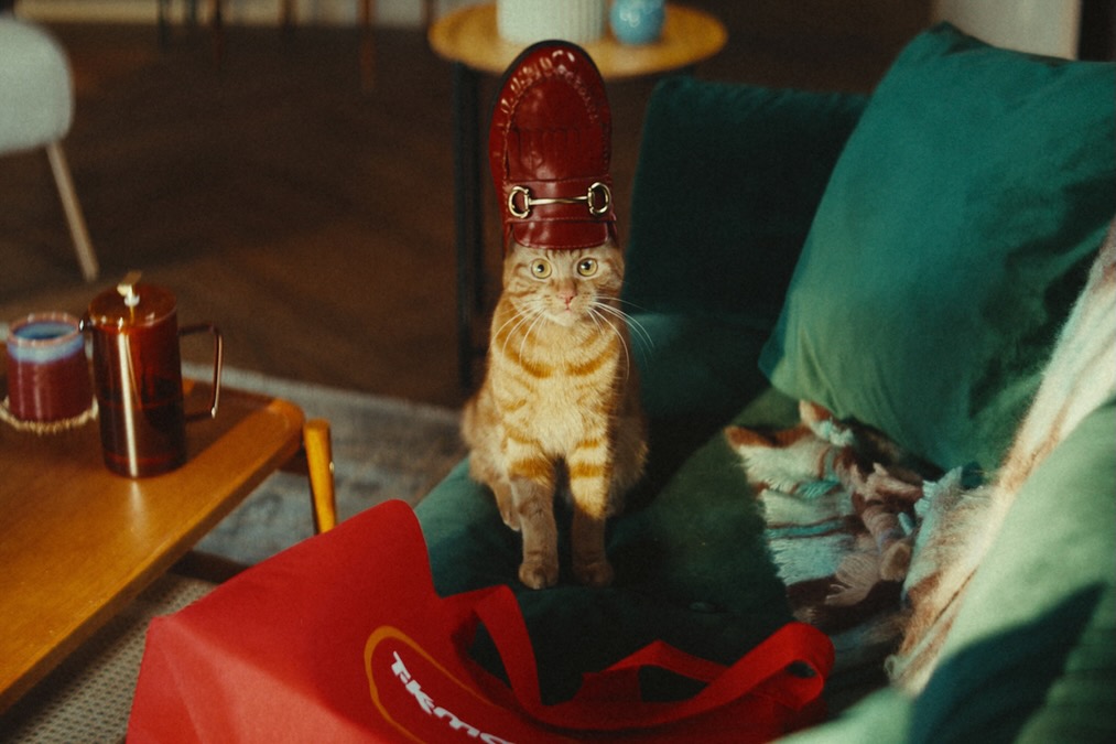cat with shoe on head