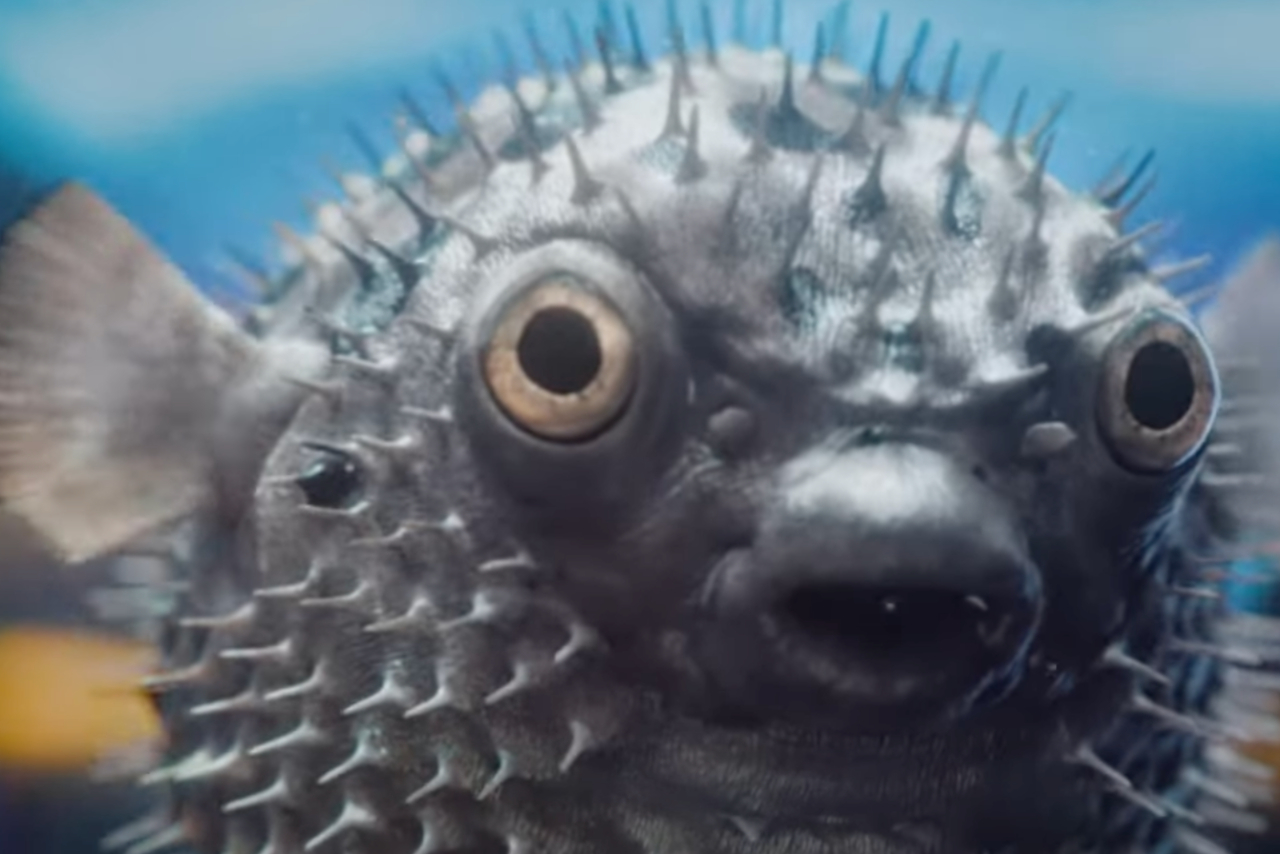 Pufferfish